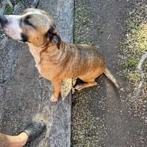 Thumbnail photo of Bruno #1