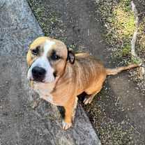 Thumbnail photo of Bruno #2