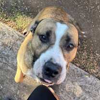 Thumbnail photo of Bruno #3