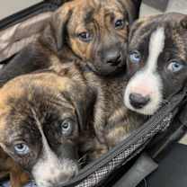 Thumbnail photo of Lucy - Happy Holidays Litter #2