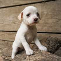 Thumbnail photo of Symphony #3