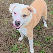 Thumbnail photo of Arrow 5860 #3