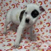 Thumbnail photo of Rex #2