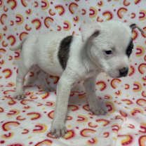 Thumbnail photo of Rex #3