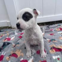 Thumbnail photo of Rex #4