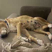 Thumbnail photo of Laurel #3