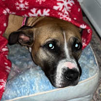 Thumbnail photo of Roxy #3