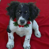 Thumbnail photo of Mistletoe #1