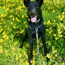 Thumbnail photo of Ringo #1