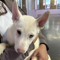 Thumbnail photo of 59909984 #2