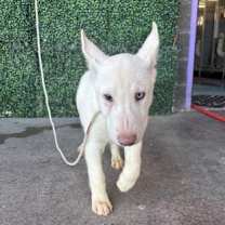 Thumbnail photo of 59909984 #3