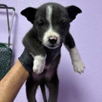 Thumbnail photo of 59913301 #2