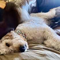 Thumbnail photo of Daphne #4