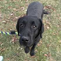 Thumbnail photo of Tomato #1