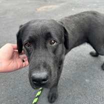 Thumbnail photo of Tomato #2