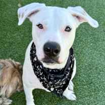 Thumbnail photo of Grady #1