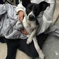 Thumbnail photo of Koda #2