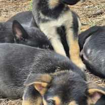 Thumbnail photo of 5 puppies #1