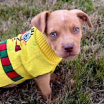 Thumbnail photo of Chestnut #1