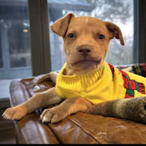 Thumbnail photo of Chestnut #2