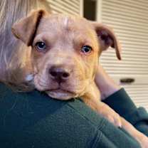 Thumbnail photo of Chestnut #4