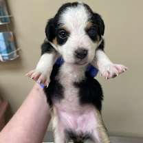 Thumbnail photo of Chloe #1