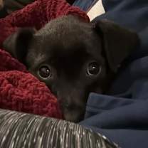 Thumbnail photo of Trax #1