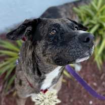 Thumbnail photo of Bentley #1