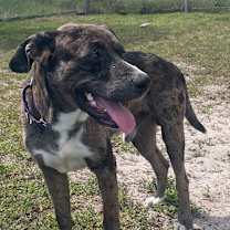 Thumbnail photo of Bentley #3