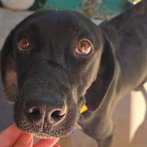 Thumbnail photo of Abcde (Abby) #2