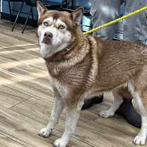 Thumbnail photo of Ruby #1