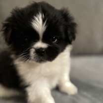 Thumbnail photo of Max Nov 25 - In Foster in Rocky Mount, NC #1