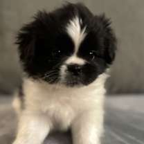 Thumbnail photo of Max Nov 25 - In Foster in Rocky Mount, NC #2