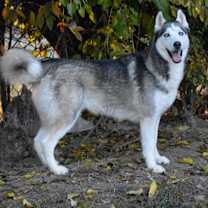 Thumbnail photo of Acadia #2