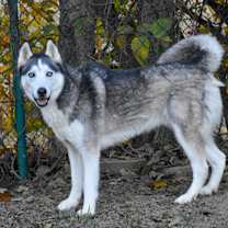 Thumbnail photo of Acadia #3