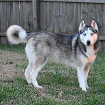 Thumbnail photo of Acadia #4