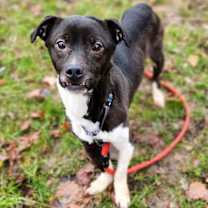 Thumbnail photo of Bucky #3