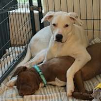 Thumbnail photo of Grady #3