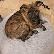 Thumbnail photo of JACIN #3