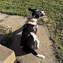 Thumbnail photo of Scout #2