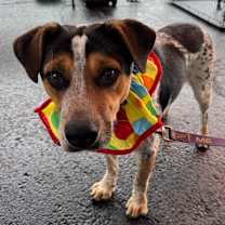 Thumbnail photo of Ham Bone* #1