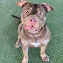 Thumbnail photo of Colby #3