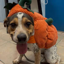 Thumbnail photo of Ham Bone* #3