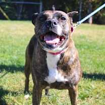 Thumbnail photo of Stormy #1