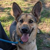 Thumbnail photo of Burrito  #1