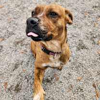 Thumbnail photo of Willow #1