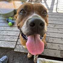 Thumbnail photo of Willow #3