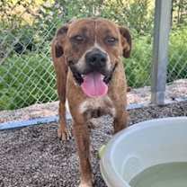 Thumbnail photo of Willow #4