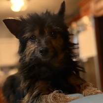 Thumbnail photo of Wolfgang #1