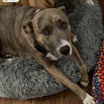 Thumbnail photo of Biscuit #3